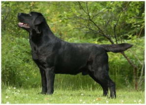 Litter "Z" born 4.01.2008